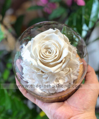 Chụp cầu thuỷ tinh hoa hồng trắng – Sweet White