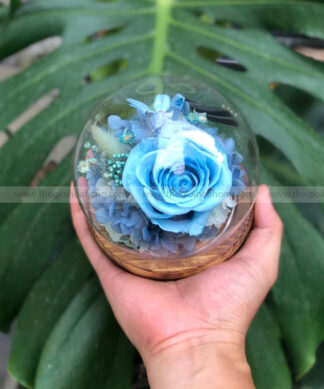 Chụp cầu thuỷ tinh hoa hồng xanh - Binky