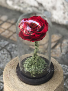 Chụp thuỷ tinh hoa hồng đỏ - My Everything
