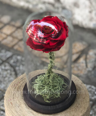 Chụp thuỷ tinh hoa hồng đỏ - My Everything