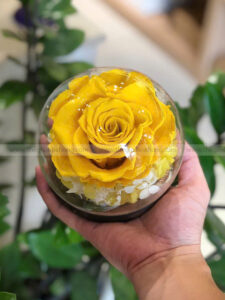 Chụp cầu thuỷ tinh hoa hồng vàng – Sweet Yellow