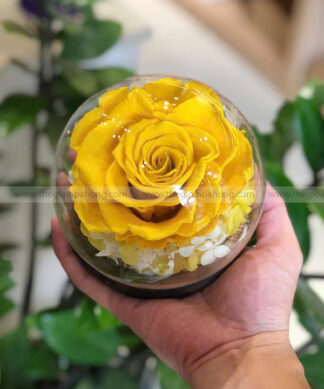 Chụp cầu thuỷ tinh hoa hồng vàng – Sweet Yellow