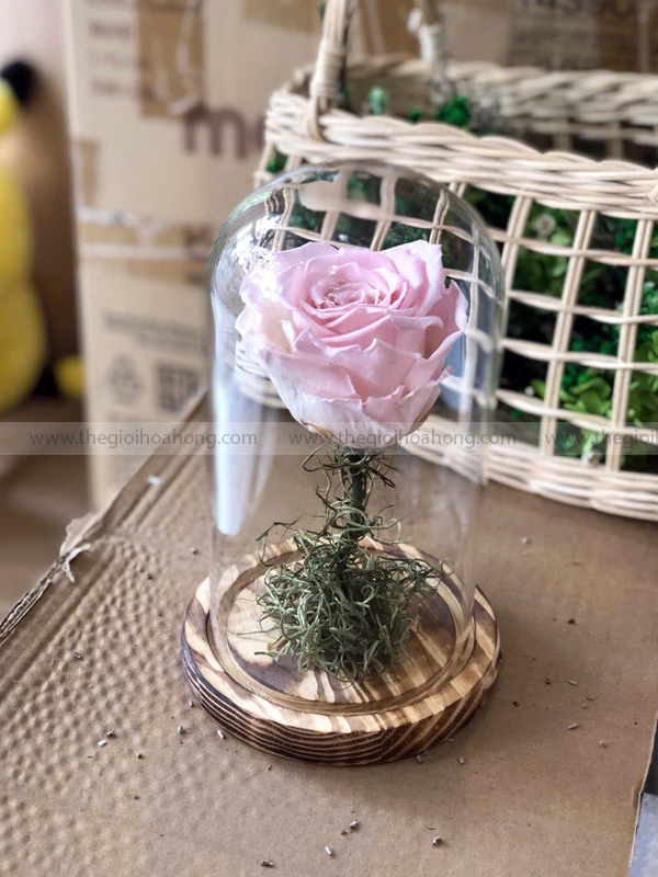 Chụp thuỷ tinh hoa hồng vĩnh cửu – My Everything