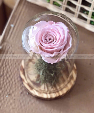 Chụp thuỷ tinh hoa hồng vĩnh cửu – My Everything