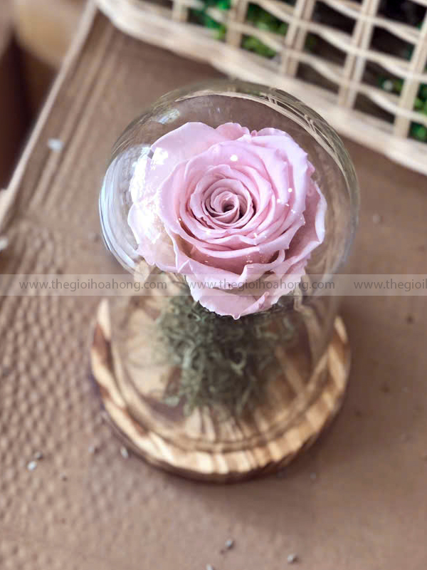Chụp thuỷ tinh hoa hồng vĩnh cửu – My Everything