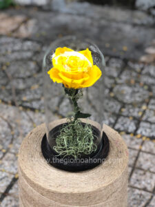 Chụp thuỷ tinh hoa hồng vàng vĩnh cửu – My Everything