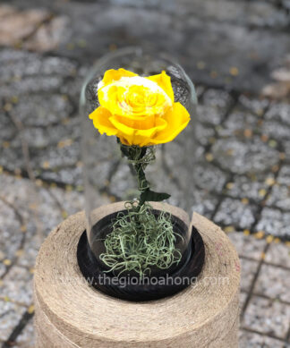 Chụp thuỷ tinh hoa hồng vàng vĩnh cửu – My Everything