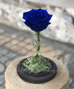 Chụp thủy tinh hoa hồng xanh – My Everything