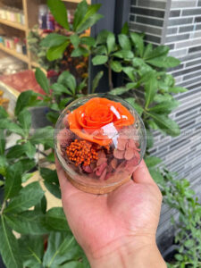 Chụp cầu thuỷ tinh hoa hồng – Candy Rose Orange