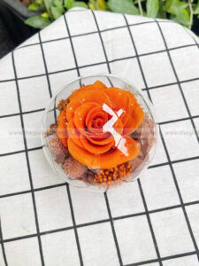 Chụp cầu thuỷ tinh hoa hồng – Candy Rose Orange