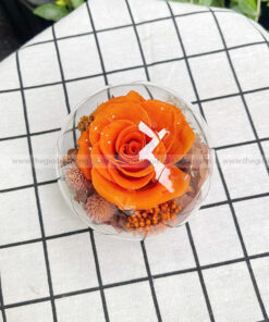 Chụp cầu thuỷ tinh hoa hồng – Candy Rose Orange