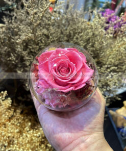Chụp cầu thuỷ tinh hoa hồng – Candy Rose Pink