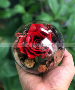 Chụp cầu thuỷ tinh hoa hồng – Candy Rose Red