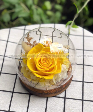 Chụp cầu thuỷ tinh hoa hồng vàng – Binky