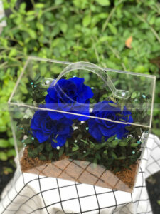 Hộp Vali mica hoa hồng xanh vĩnh cửu - Midnight Blue