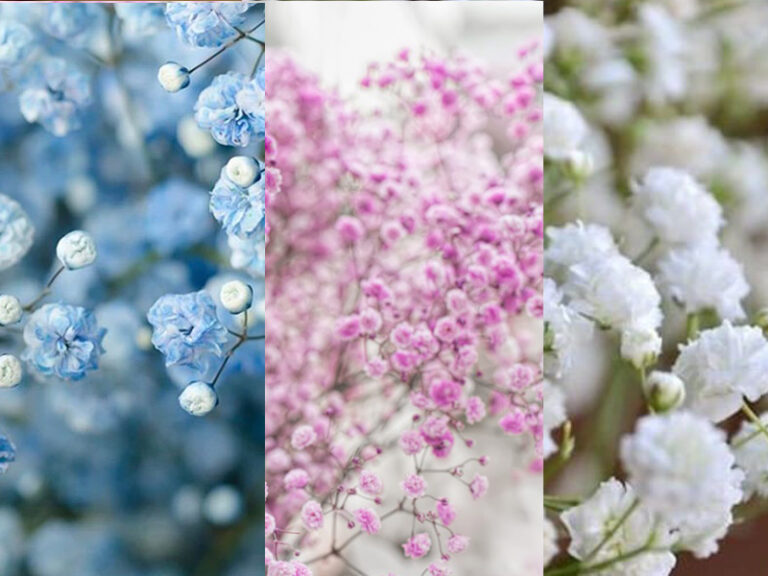 Ý nghĩa hoa Baby (Gypsophila) – Biểu tượng tình yêu trong sáng và sự khởi đầu mới