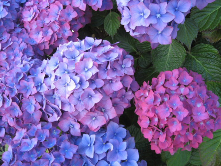 Ý nghĩa hoa Cẩm Tú Cầu (Hydrangea) – Lời cảm ơn và tình cảm chân thành