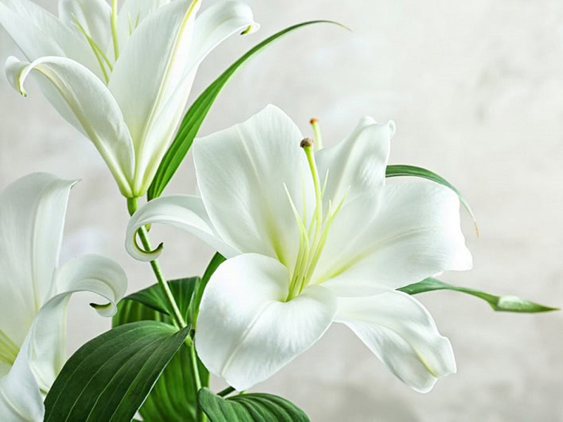 Ý nghĩa hoa Ly trắng – Thanh khiết, cao thượng và tinh tế