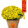 Giỏ Cúc Mâm Xôi - Đại Phú Quý